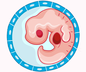 Embryonic