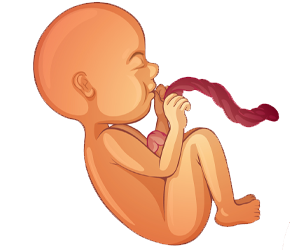 Fetal Stage of Pregnancy