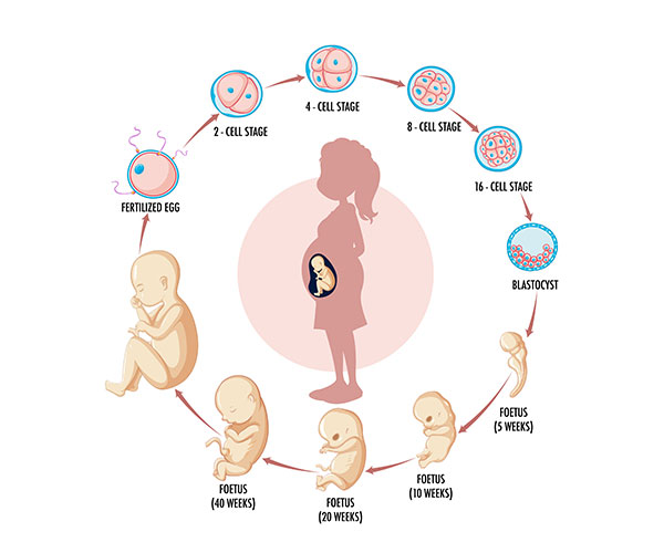 Overview of Fetal Development